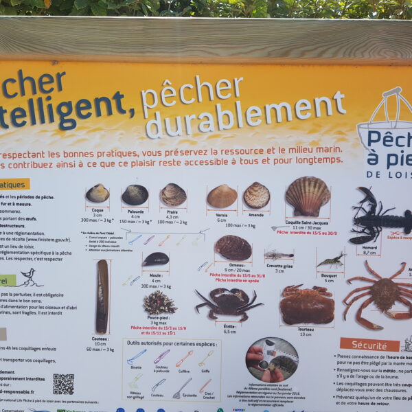 pecher